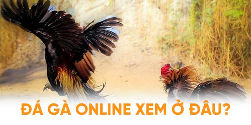 Đá gà online xem ở đâu - 3 gợi ý vô cùng uy tín gửi đến người chơi