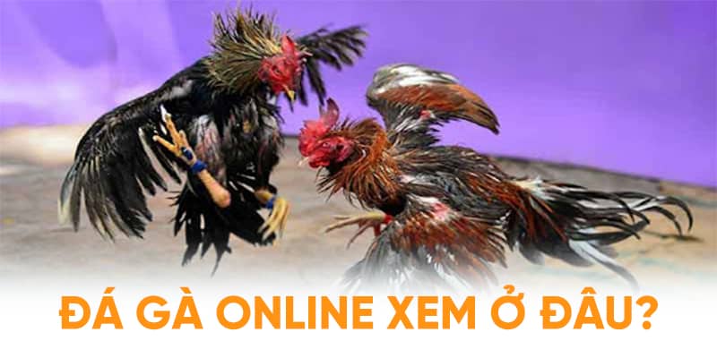 Lợi ích không thể nào bỏ qua khi xem đá gà online tại những địa điểm uy tín